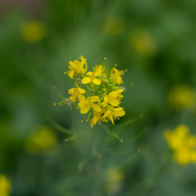 Yellow flowers on a green background