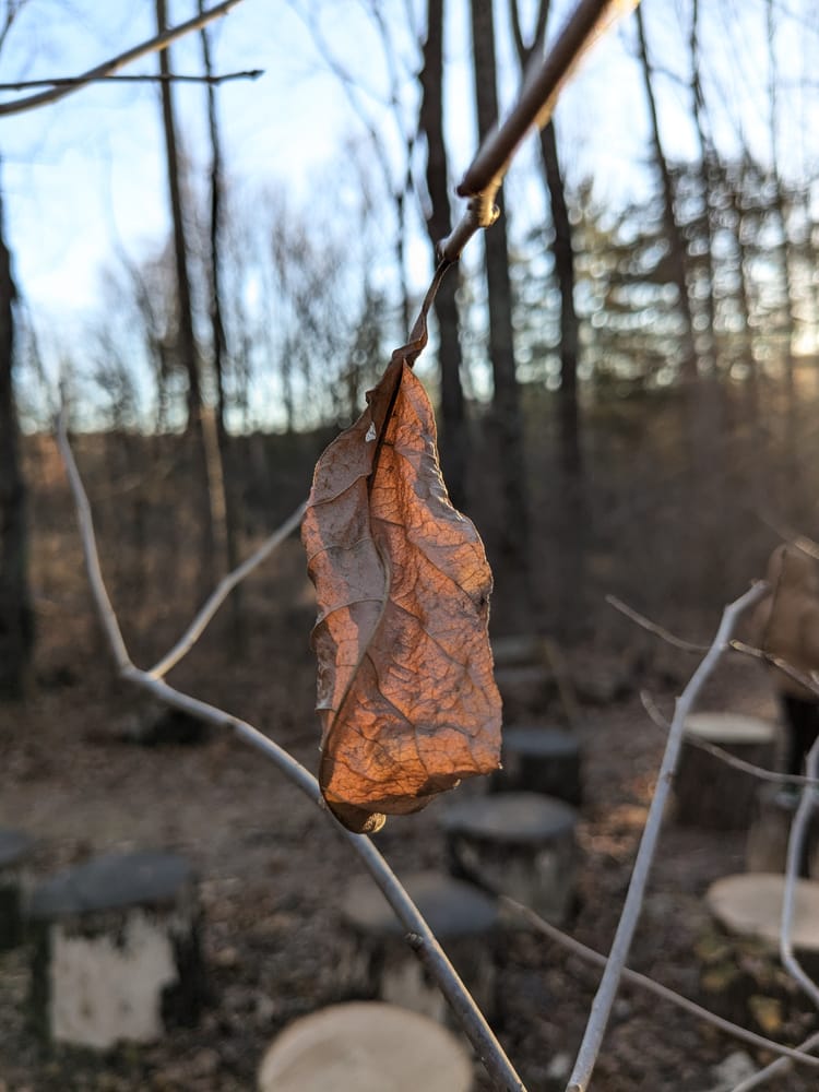 A single leaf in the sunset