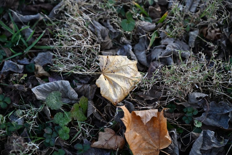 Dead leaves on the dirty ground