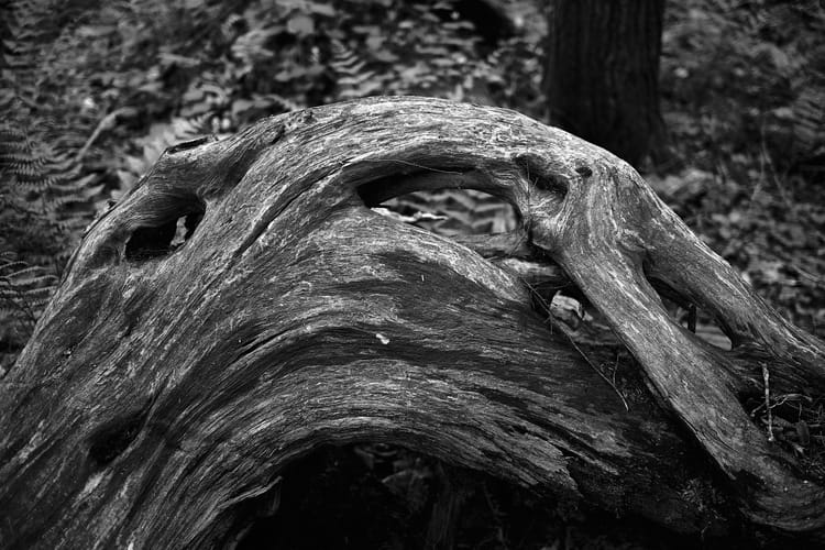 A weathered piece of wood