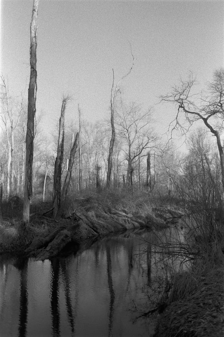 Ghost Trees (Photo of the Day 03.19.2026)