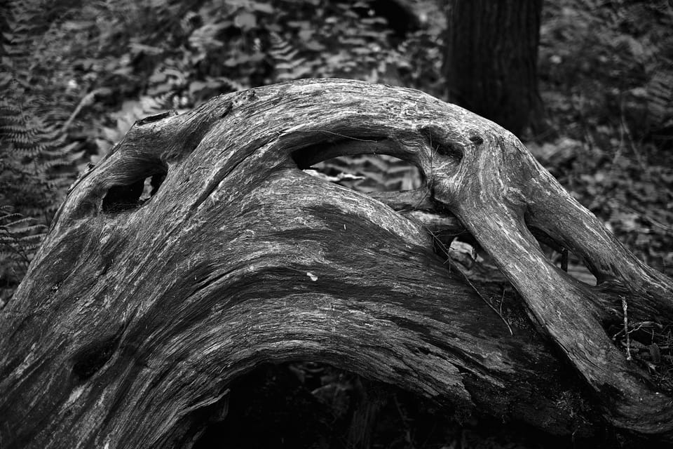 A weathered piece of wood