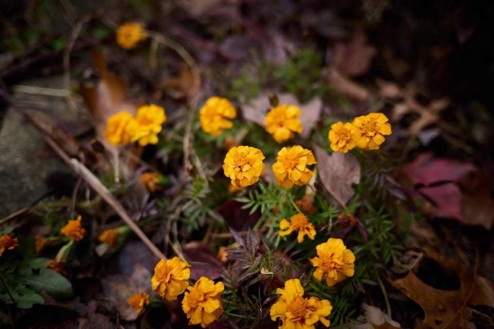 Dreamy Flowers (Photo for 11.21.2025)