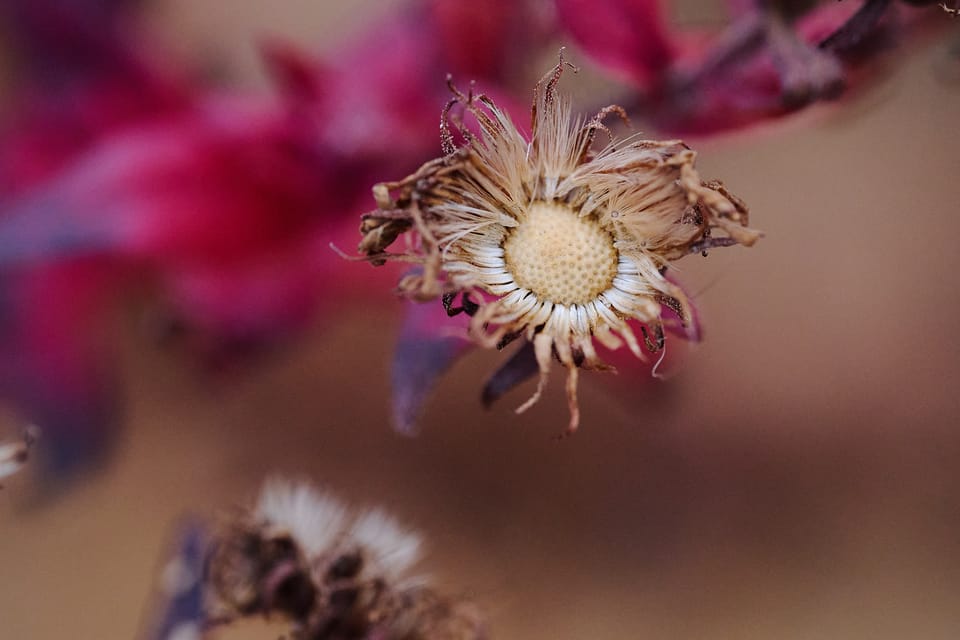 The empty seed head of a flower in close up