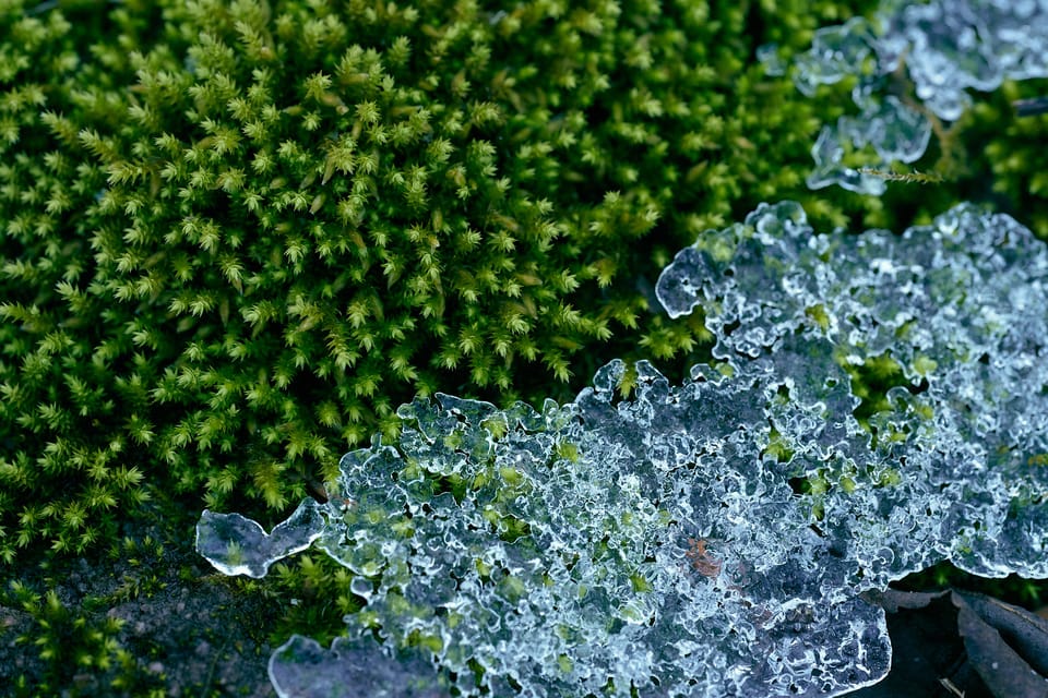 Forgotten Realms (Photo of the Day 12.4.2025)