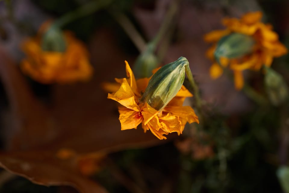 After The Gold Rush (Photo of the Day 12.10.2025)